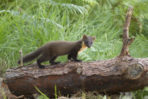 Rare Pine Marten Discovered In Derbyshire | Derbyshire Wildlife Trust